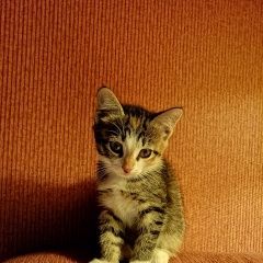 Подробнее об объявлении «Пропала кошка котенок. Москва» Фото: пропала кошка  «Пропала кошка котенок. Москва» в г. Москва