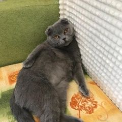 Подробнее об объявлении «Геленджик Пропал кот серый, вислоухий, бенджамин» Фото: пропала кошка Британская короткошерстная «Геленджик Пропал кот серый, вислоухий, бенджамин» в г. Геленджик