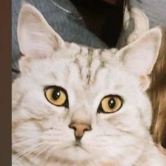 Подробнее об объявлении «Видное Пропал кот» Фото: пропала кошка  «Видное Пропал кот» в г. Видное