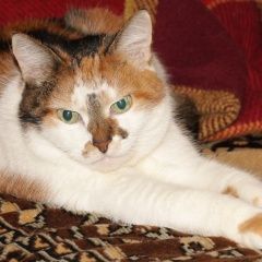 Подробнее об объявлении «Пропала кошка Москва» Фото: пропала кошка  «Пропала кошка Москва» в г. Москва