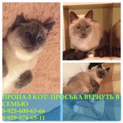 Подробнее об объявлении «Химки Пропал кот в химках-центр» Фото: пропала кошка Сиамская «Химки Пропал кот в химках-центр» в г. Химки