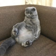 Подробнее об объявлении «Геленджик Пропал кот вислоухий, серый» Фото: пропала кошка Британская короткошерстная «Геленджик Пропал кот вислоухий, серый» в г. Геленджик