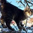 Подробнее об объявлении «Пропал кот Богородск» Фото: пропала кошка  «Пропал кот Богородск» в г. Богородск