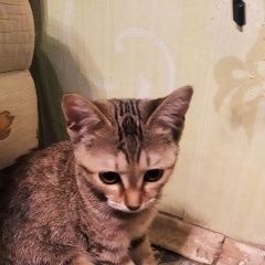 Подробнее об объявлении «Казань Пропала кошка кто видел её можете отдать» Фото: пропала кошка Британская короткошерстная «Казань Пропала кошка кто видел её можете отдать» в г. Казань