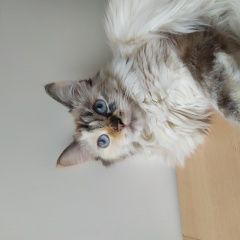 Подробнее об объявлении «Воронеж Пропала кошка» Фото: пропала кошка  «Воронеж Пропала кошка» в г. Воронеж