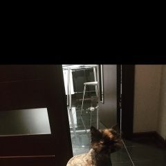 Подробнее об объявлении «Пропала кошка сегодня спрыгнула с балкона Москва» Фото: пропала кошка  «Пропала кошка сегодня спрыгнула с балкона Москва» в г. Москва