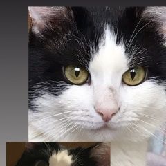 Подробнее об объявлении «Пермь Пропал кот» Фото: пропала кошка  «Пермь Пропал кот» в г. Пермь