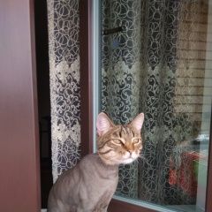 Подробнее об объявлении «Пропал кот Набережные Челны» Фото: пропала кошка  «Пропал кот Набережные Челны» в г. Набережные Челны