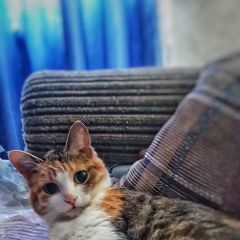 Подробнее об объявлении «Пермь Пропала кошка» Фото: пропала кошка  «Пермь Пропала кошка» в г. Пермь
