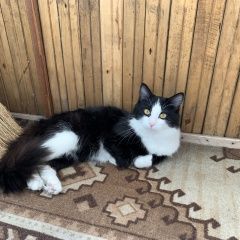 Подробнее об объявлении «Пропал кот Москва» Фото: пропала кошка  «Пропал кот Москва» в г. Москва