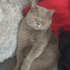 Подробнее об объявлении «Пропал кот Санкт-Петербург» Фото: пропала кошка Британская длинношерстная «Пропал кот Санкт-Петербург» в г. Санкт-Петербург