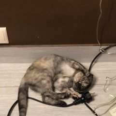 Подробнее об объявлении «Пропала кошка Москва» Фото: пропала кошка  «Пропала кошка Москва» в г. Москва