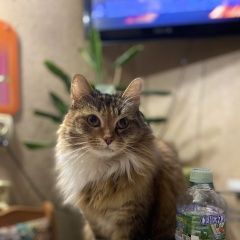 Подробнее об объявлении «Пропала кошка Москва» Фото: пропала кошка  «Пропала кошка Москва» в г. Москва