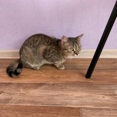 Подробнее об объявлении «Пропала кошка Томск» Фото: пропала кошка  «Пропала кошка Томск» в г. Томск