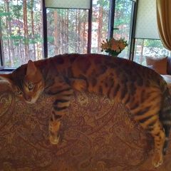 Подробнее об объявлении «Пропал кот Набережные Челны» Фото: пропала кошка Бенгальская «Пропал кот Набережные Челны» в г. Набережные Челны