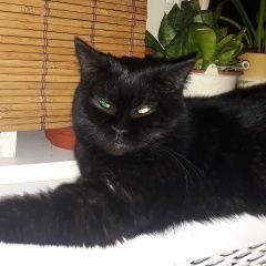 Подробнее об объявлении «Пропала кошка 27 июля (прошлое объявление с ошибкой) Москва» Фото: пропала кошка Британская короткошерстная «Пропала кошка 27 июля (прошлое объявление с...» в г. Москва