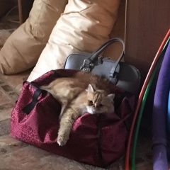 Подробнее об объявлении «Пропал кот рысик Томск» Фото: пропала кошка Персидская «Пропал кот рысик Томск» в г. Томск