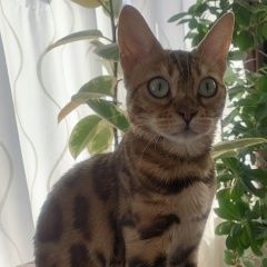 Подробнее об объявлении «Пропала кошка бенгал 3 года лен.область, дер. хязельки Санкт-Петербург» Фото: пропала кошка Бенгальская «Пропала кошка бенгал 3 года лен.область, дер....» в г. Санкт-Петербург