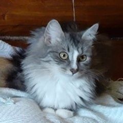Подробнее об объявлении «Пропала кошка серая пушистая, таганка Москва» Фото: пропала кошка  «Пропала кошка серая пушистая, таганка Москва» в г. Москва