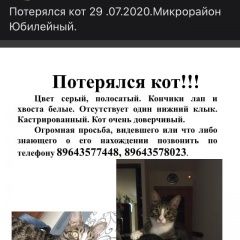 Подробнее об объявлении «Иркутск Пропал кот» Фото: пропала кошка  «Иркутск Пропал кот» в г. Иркутск