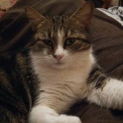 Подробнее об объявлении «Пропала кошка Ростов-на-Дону» Фото: пропала кошка  «Пропала кошка Ростов-на-Дону» в г. Ростов-на-Дону