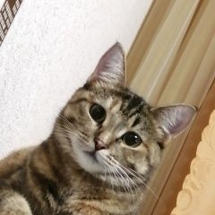 Подробнее об объявлении «Ярославль Пропала кошка» Фото: пропала кошка  «Ярославль Пропала кошка» в г. Ярославль