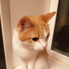 Подробнее об объявлении «Пропал кот нижегородский район, ул. новохохловская Москва» Фото: пропала кошка  «Пропал кот нижегородский район, ул....» в г. Москва