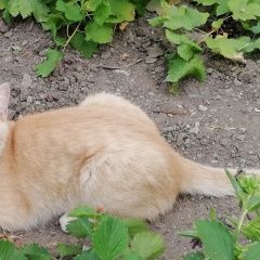 Подробнее об объявлении «Саратов Пропал кот помогите пожалуйста найти кота» Фото: пропала кошка  «Саратов Пропал кот помогите пожалуйста найти кота» в г. Саратов