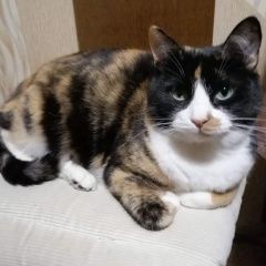 Подробнее об объявлении «Пропала кошка трёхцветная, рязанский р-н Москва» Фото: пропала кошка  «Пропала кошка трёхцветная, рязанский р-н Москва» в г. Москва