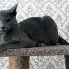 Подробнее об объявлении «Ярославль Пропал кот, персей» Фото: пропала кошка Русская голубая «Ярославль Пропал кот, персей» в г. Ярославль