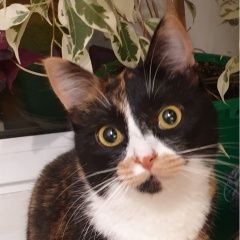 Подробнее об объявлении «Пропала кошка Москва» Фото: пропала кошка  «Пропала кошка Москва» в г. Москва