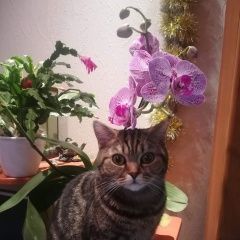 Подробнее об объявлении «Брянск Пропала кошка» Фото: пропала кошка Британская короткошерстная «Брянск Пропала кошка» в г. Брянск