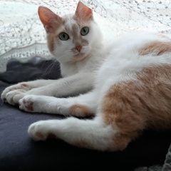 Подробнее об объявлении «Пропала кошка Москва» Фото: пропала кошка  «Пропала кошка Москва» в г. Москва