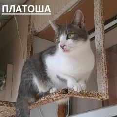 Подробнее об объявлении «Пропал кот Анапа» Фото: пропала кошка  «Пропал кот Анапа» в г. Анапа