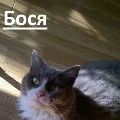 Подробнее об объявлении «Пропала кошка Анапа» Фото: пропала кошка  «Пропала кошка Анапа» в г. Анапа