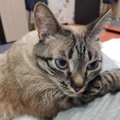 Подробнее об объявлении «Пропала кошка (митино) Москва» Фото: пропала кошка Тайская «Пропала кошка (митино) Москва» в г. Москва