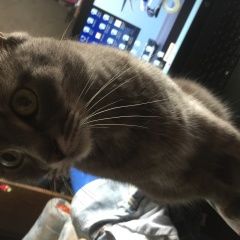 Подробнее об объявлении «Пропал кот Москва» Фото: пропала кошка  «Пропал кот Москва» в г. Москва