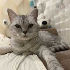 Подробнее об объявлении «Пропала кошка выпала из окна, улицы не знает, пуглива Москва» Фото: пропала кошка Британская короткошерстная «Пропала кошка выпала из окна, улицы не знает,...» в г. Москва