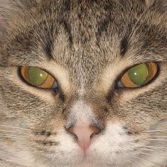 Подробнее об объявлении «Пропала кошка помогите найти члена семьи Санкт-Петербург» Фото: пропала кошка  «Пропала кошка помогите найти члена семьи...» в г. Санкт-Петербург