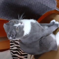 Подробнее об объявлении «Пропал кот   мальчик 10 месяцев. Москва» Фото: пропала кошка  «Пропал кот   мальчик 10 месяцев. Москва» в г. Москва