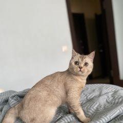 Подробнее об объявлении «Пропала кошка метро кузьминки-волжская Москва» Фото: пропала кошка  «Пропала кошка метро кузьминки-волжская Москва» в г. Москва