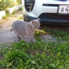 Подробнее об объявлении «Пропал кот серый кот Оричи» Фото: пропала кошка Британская короткошерстная «Пропал кот серый кот Оричи» в г. Оричи