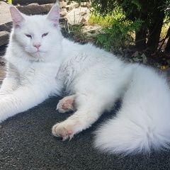 Подробнее об объявлении «Пропала кошка любимица семьи Москва» Фото: пропала кошка  «Пропала кошка любимица семьи Москва» в г. Москва