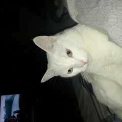 Подробнее об объявлении «Пропала кошка 28июля Реутов» Фото: пропала кошка  «Пропала кошка 28июля Реутов» в г. Реутов