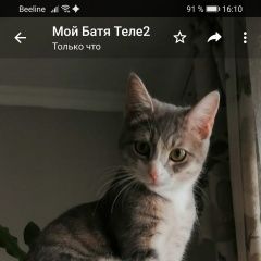 Подробнее об объявлении «Пропала кошка отзывается на кличку софия Дмитров» Фото: пропала кошка  «Пропала кошка отзывается на кличку софия Дмитров» в г. Дмитров