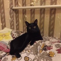 Подробнее об объявлении «Пропал кот Москва» Фото: пропала кошка  «Пропал кот Москва» в г. Москва