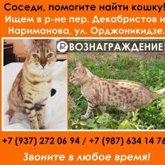 Подробнее об объявлении «Ульяновск Пропала кошка» Фото: пропала кошка Бенгальская «Ульяновск Пропала кошка» в г. Ульяновск