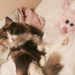 Подробнее об объявлении «Истра Пропала кошка» Фото: пропала кошка  «Истра Пропала кошка» в г. Истра