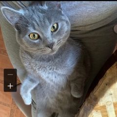 Подробнее об объявлении «Пропал кот Москва» Фото: пропала кошка Британская короткошерстная «Пропал кот Москва» в г. Москва