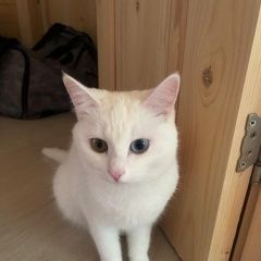 Подробнее об объявлении «Пропала кошка Красногорск» Фото: пропала кошка  «Пропала кошка Красногорск» в г. Красногорск